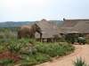 Pumba Water Lodge - Wildlife 